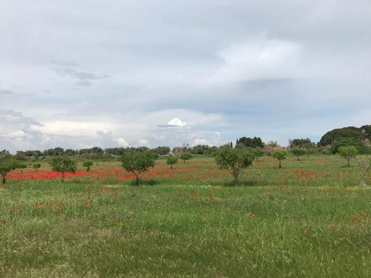 Au Bord De Thau Bed & Breakfast Marseillan  Exterior photo